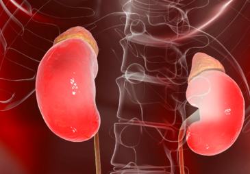 An image of the kidneys on either side of the spine