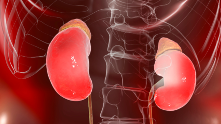 An image of the kidneys on either side of the spine