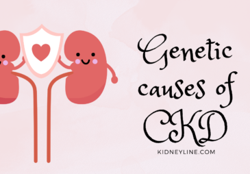 Image of the kidneys and a text reading genetic causes of CKD